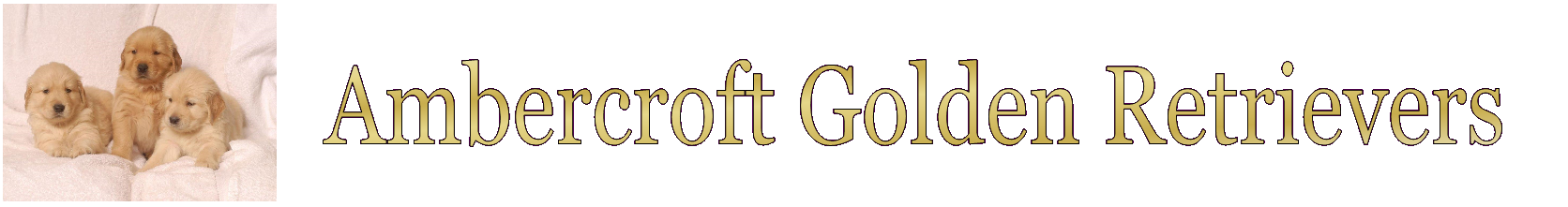 Ambercroft Golden Retrievers